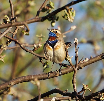 Международный день птиц